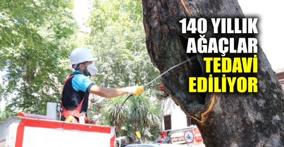 140 yıllık ağaçlar bakıma alındı