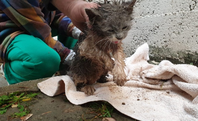 Yağmur kanalına sıkışan kediyi itfaiye kurtardı