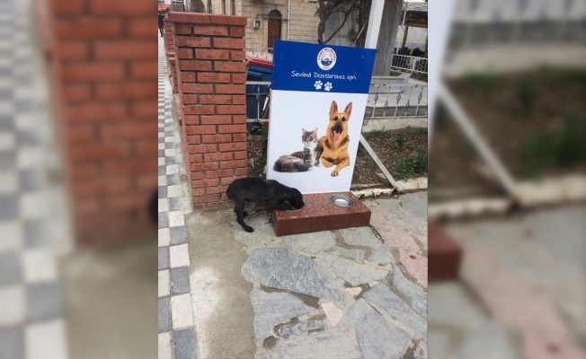 Ezine Belediyesi sokak hayvanları için proje hazırladı