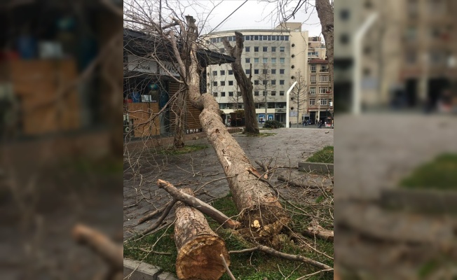 Gezi Parkı'nda kuruyan ağaçlar kaldırılıyor