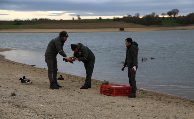 Kırklareli'nde kanatları kesilerek mühre olarak kullanılan ördekler korumaya alındı