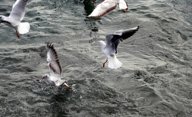 Tekirdağ'da martıların balık kapma mücadelesi