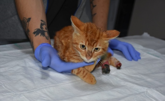 Gebze'de ayakları yanmış halde bulunan kedi tedavi edildi
