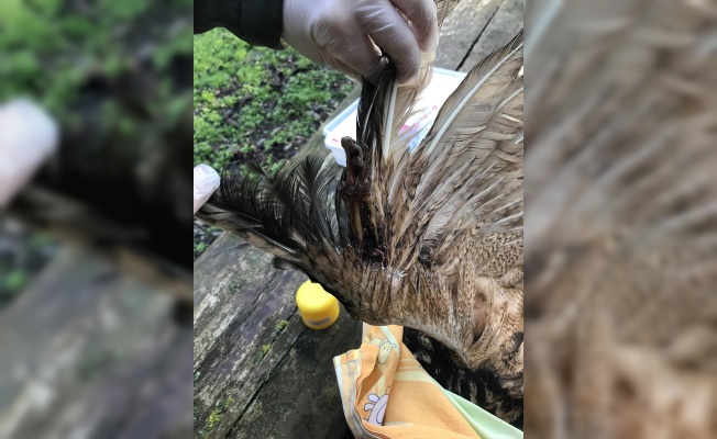 Marmara Adası'nda yaralı bulunan puhu kuşu tedavi altına alındı
