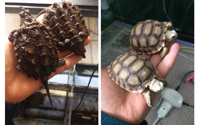 Sosyal medyada satışa çıkarılan kaplumbağalar koruma altına alındı