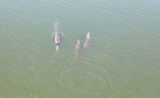 İzmit Körfezi'nde su yüzüne çıkan yunuslar drone ile görüntülendi