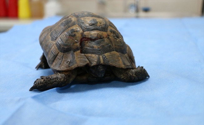 Araç çarpması sonucu kabuğu kırılan kaplumbağa tedaviye alındı