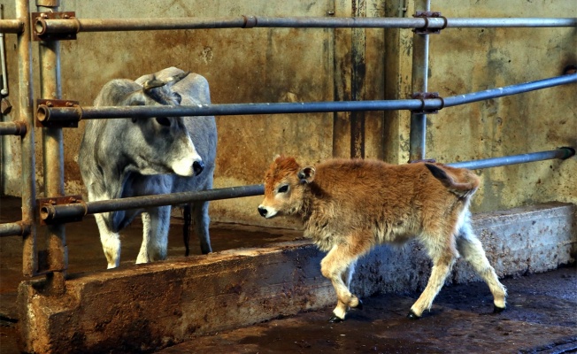 Yerli klon sığırların üçüncü kuşağı da sağlıklı gelişiyor