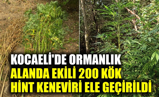 Kocaeli'de ormanlık alanda ekili 200 kök Hint keneviri ele geçirildi