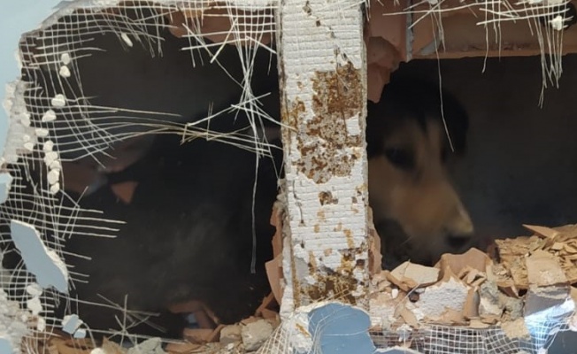 Apartman boşluğuna düşen köpeği itfaiye kurtardı