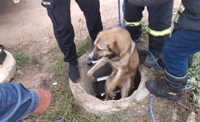 Gebze'de kuyuya düşen köpeği itfaiye ekipleri kurtardı
