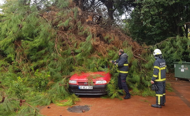 Kocaeli'de üzerine ağaç devrilen otomobilde hasar oluştu