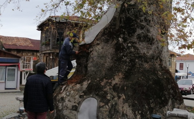 1230 yıllık Çınar ağacının bakımı yapıldı