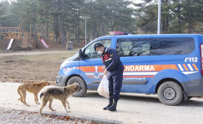 Jandarma ekipleri kırsaldaki hayvanları besledi