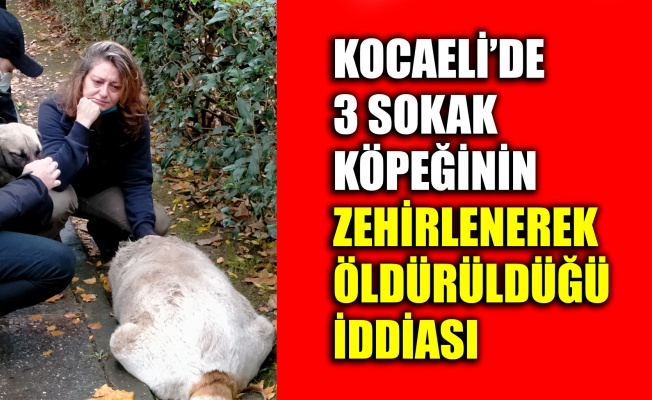 Kocaeli'de 3 sokak köpeğinin zehirlenerek öldürüldüğü iddiası