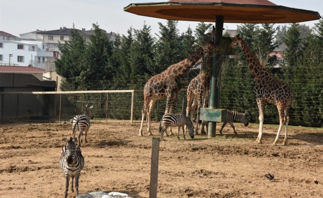 Darıca'daki Faruk Yalçın Hayvanat Bahçesi yeniden ziyarete açılacak