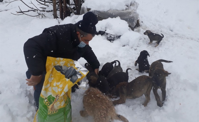 Gölcük Belediyesi kar yağışında da sokak hayvanlarını unutmadı