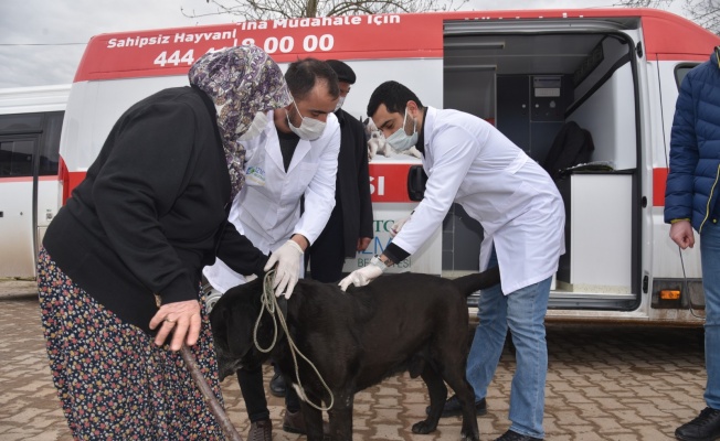 İzmit'in köylerinde sokak hayvanları aşılanıyor
