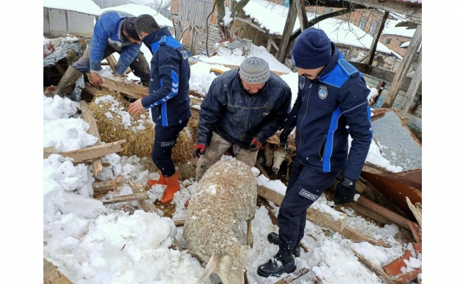 Kardan çöken çatının altında kalan koyunlar kurtarıldı