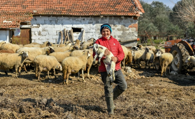 Küçük çobanın 43 koyunu sigortalandı