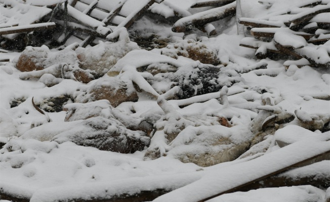 Yoğun kardan çöken ahırdaki küçükbaş hayvanlar telef oldu