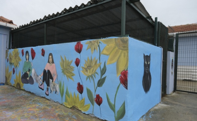 Edirne'de lise öğrencileri kedi evlerini boyadı