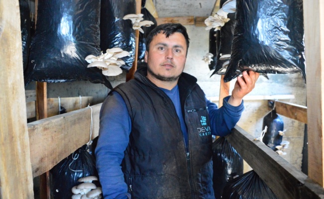 Sakarya'da istiridye mantarı yetiştiriciliğine başlayan fındık üreticisi talebe yetişemiyor