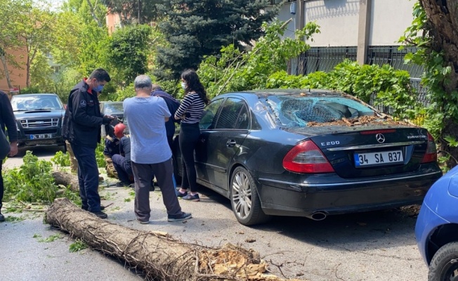 Kadıköy'de otomobilin üzerine ağaç devrildi