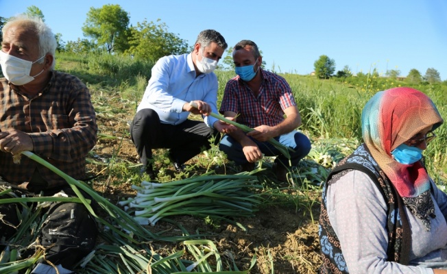 Kandıra Belediye Başkanı Adnan Turan, çiftçilerle pırasa hasadı yaptı