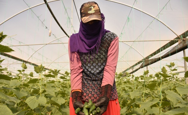 Bilecik'in köylerindeki seralarda salatalık hasadı başladı