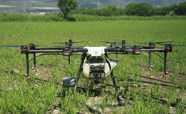 Bursa'da çeltik tarlaları drone ile ilaçlanıyor
