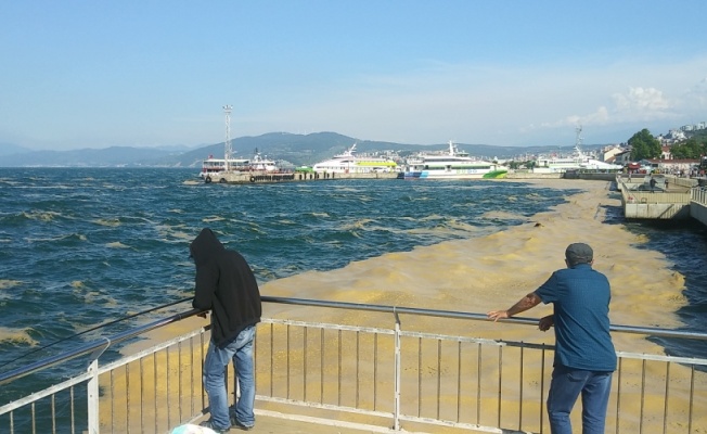 Mudanya kıyılarında müsilaj temizliği sürüyor