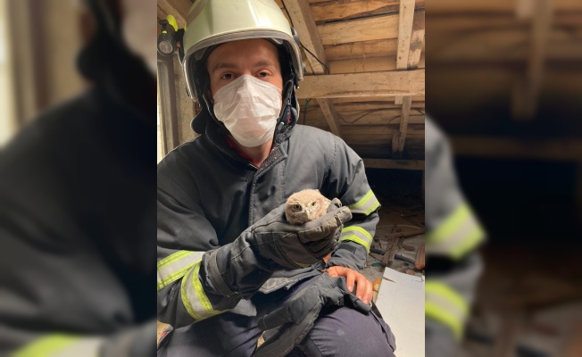 Kırklareli'nde çatı arasında mahsur kalan baykuş kurtarıldı