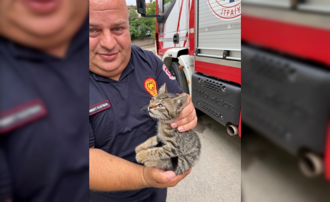Kocaeli'de apartmanın çatısında mahsur kalan kedi yavrusunu itfaiye ekipleri kurtardı