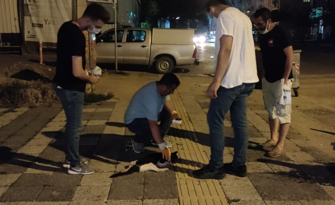 Kocaeli'de otomobilin çarptığı kediye hayvansever gençten şefkat eli