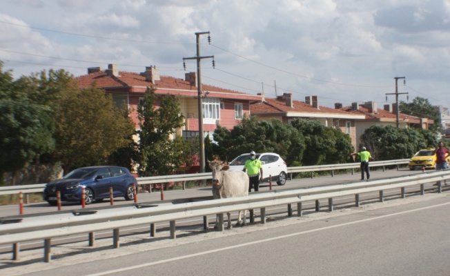 Edirne'de mezbahaya götürülürken kaçan inek 4 saat sonra yakalandı