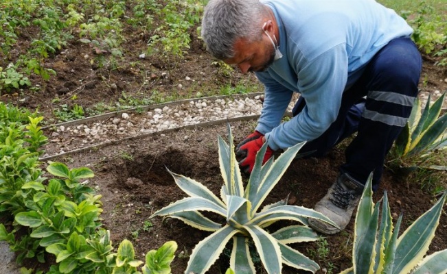 İzmit Belediyesi Tıbbi-Aromatik  Bitkiler Bahçesi'ne bakım yaptı