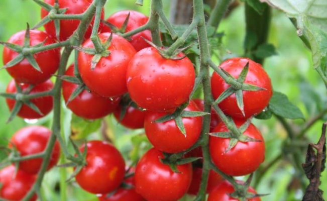 Rusya, Türk domatesi ve biberine güveniyor