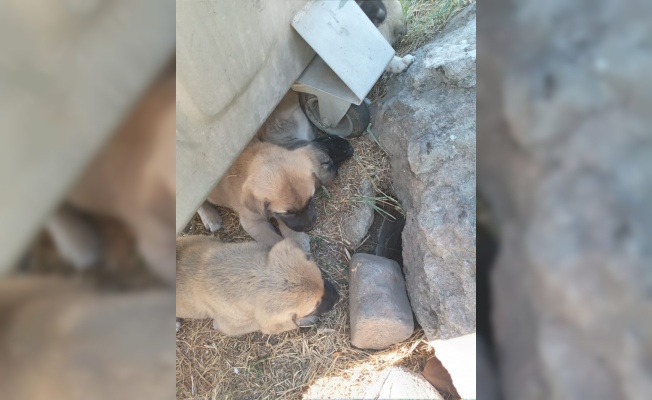 Bigadiç'te kanalizasyona düşen köpek yavrusu kurtarıldı