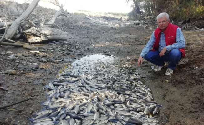 Bursa Yenişehir'de suların çekilmesi balık ölümlerine sebep oldu
