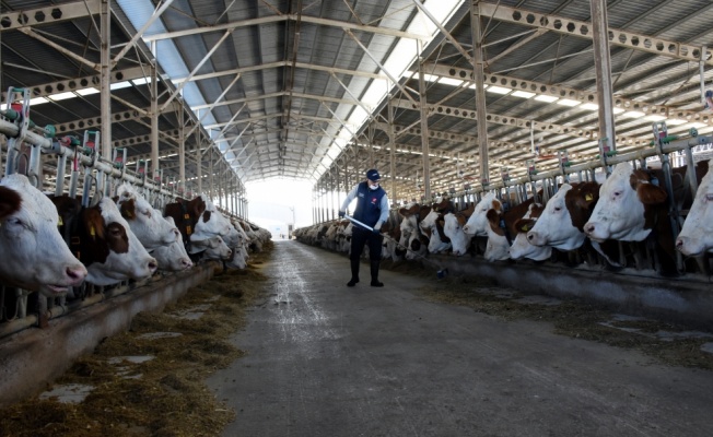 Bursa'da üretilen sütün 4'te biri hastalıktan ari işletmelerden elde ediliyor