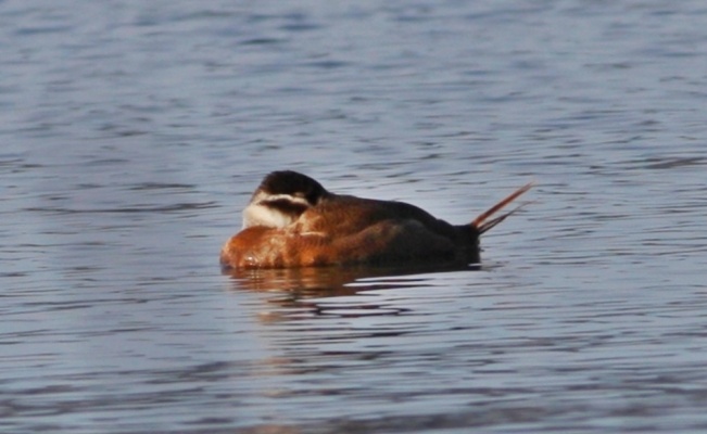 Hersek Lagünü'nde soyu tükenme tehlikesi altındaki dikkuyruk ördeği görüldü