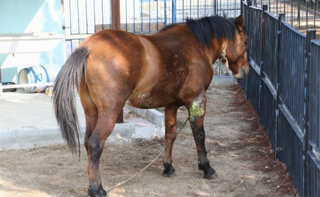 Manisa'daki yaralı atlarından sevindirici haber 