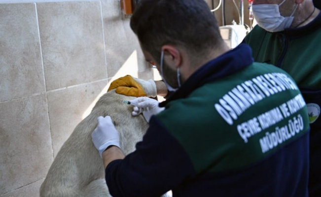 Bursa'da yaralı köpeğe Osmangazi şefkati