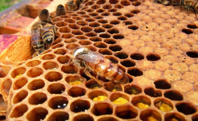 Ekosistemin en önemli parçası arılar