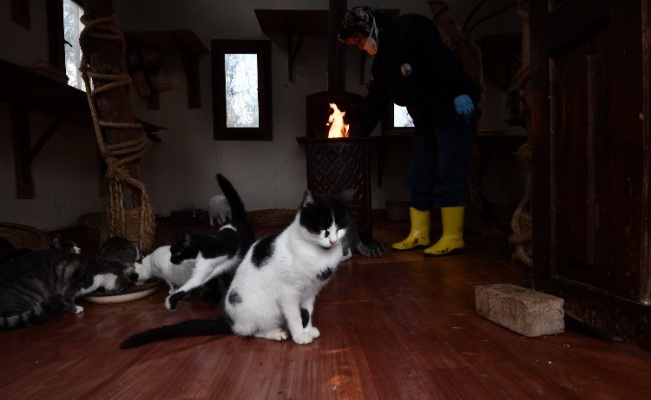 Bursa Osmangazi'de kediler için soba yandı