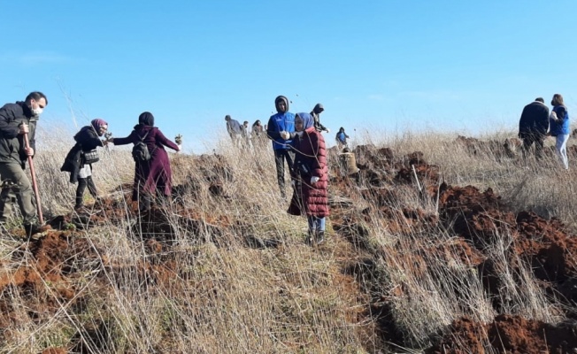 Manyas'ta gönüllü gençler 500 meşe fidanını toprakla buluşturdu