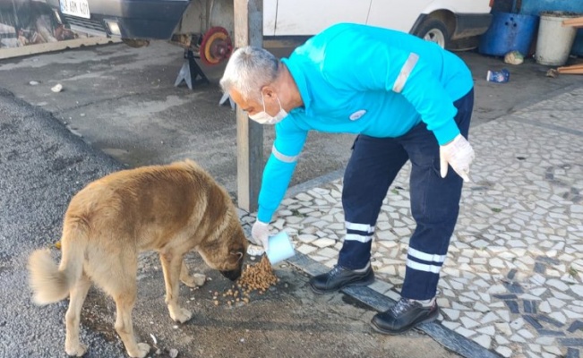 Muğla Milas Belediyesi sokak hayvanlarını unutmadı 