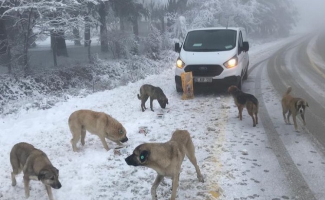 Osmangazi Belediyesi, Uludağ'daki sahipsiz hayvanları besliyor 
