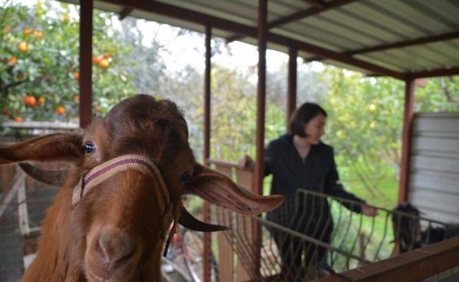 Muğla'da kadın girişimci Cansu Biçer keçi sayısını 1 yılda 20’ye çıkardı 